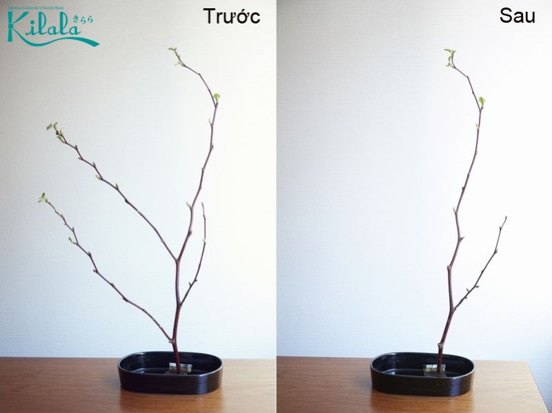 học cắm hoa Ikebana